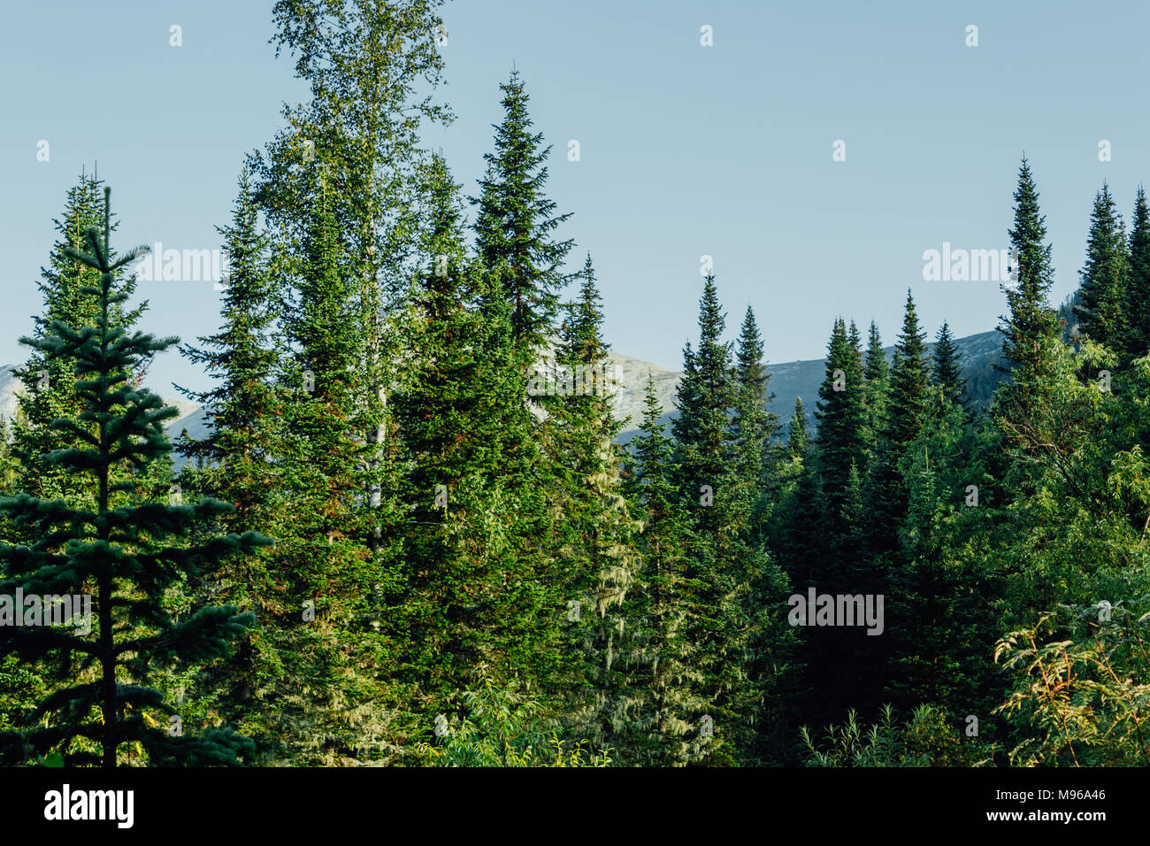 Green pine branches against the sky in the forest Stock Photo - Alamy