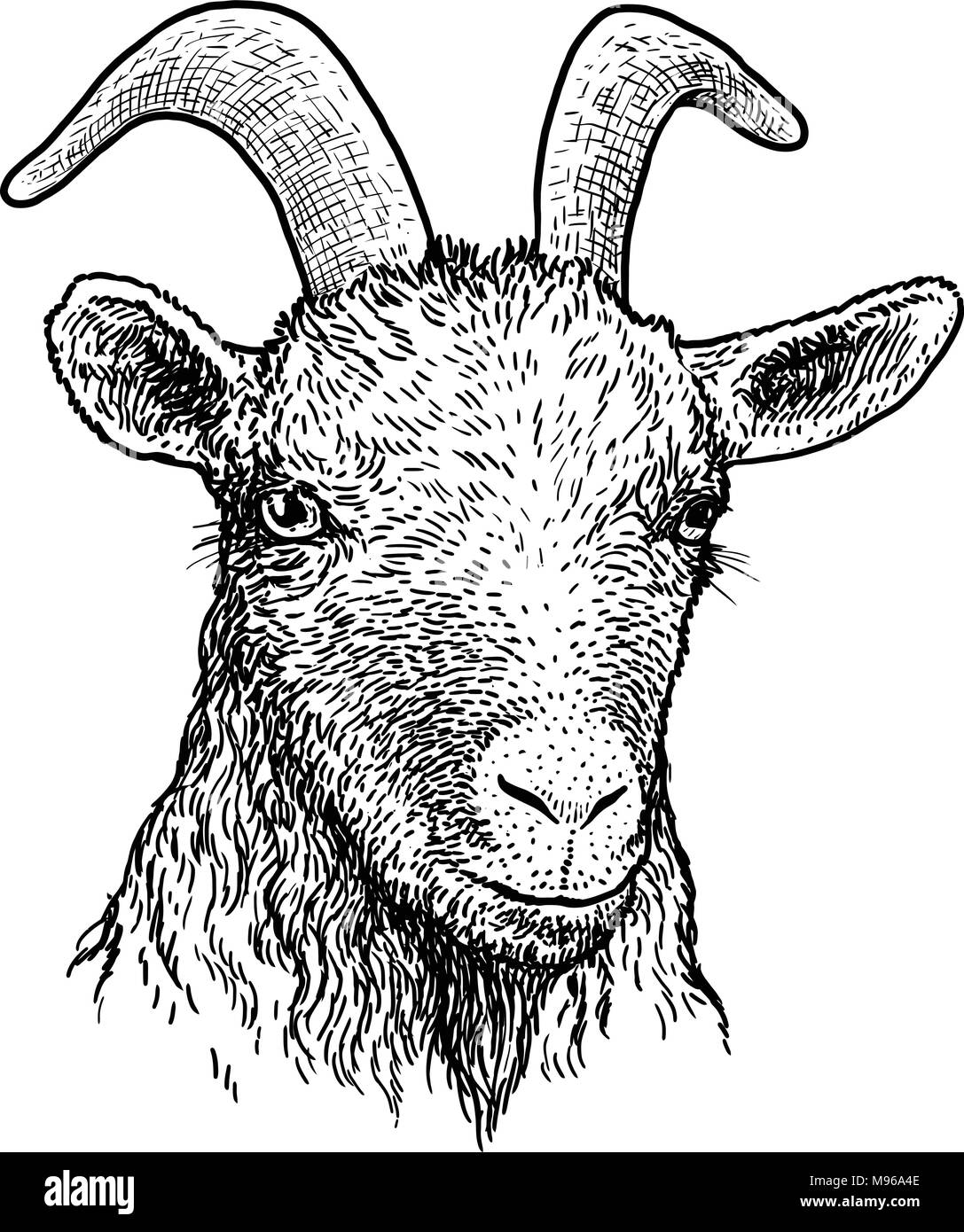 Goat head portrait illustration, drawing, engraving, ink, line art, vector Stock Vector