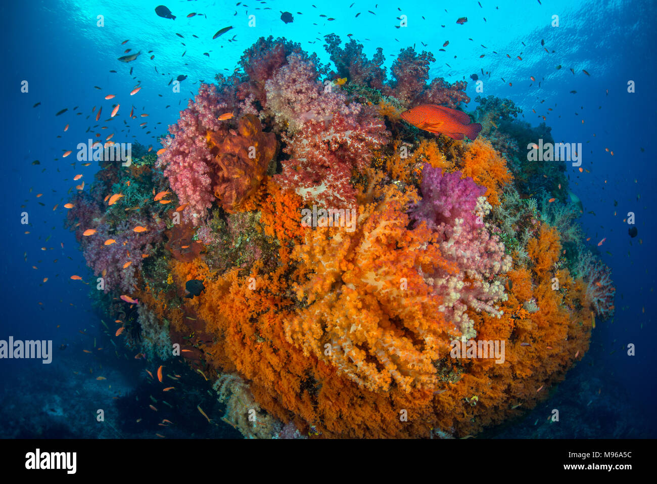 Soft coral, anthias, and a coral grouper on a vibrant coral reef in Misool, Raja Ampat, West Papua, Indonesia. Stock Photo