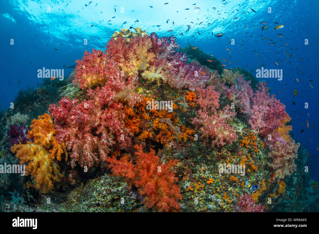 Colourful soft corals on a vibrant coral reef in Misool, Raja Ampat, West Papua, Indonesia. Stock Photo