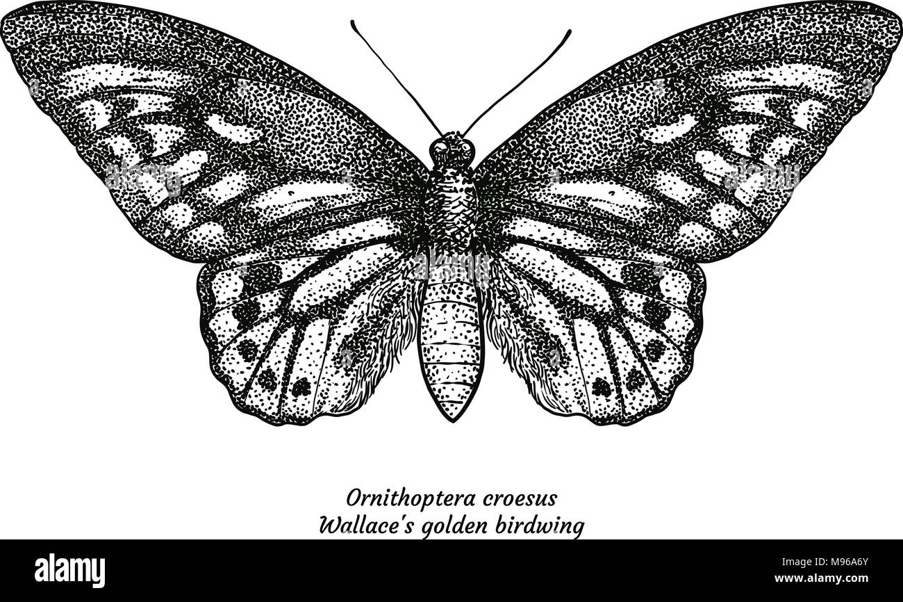 Ornithoptera croesus, Walalce's, golden birdwing, illustration, drawing, engraving, ink, line art, vector Stock Vector