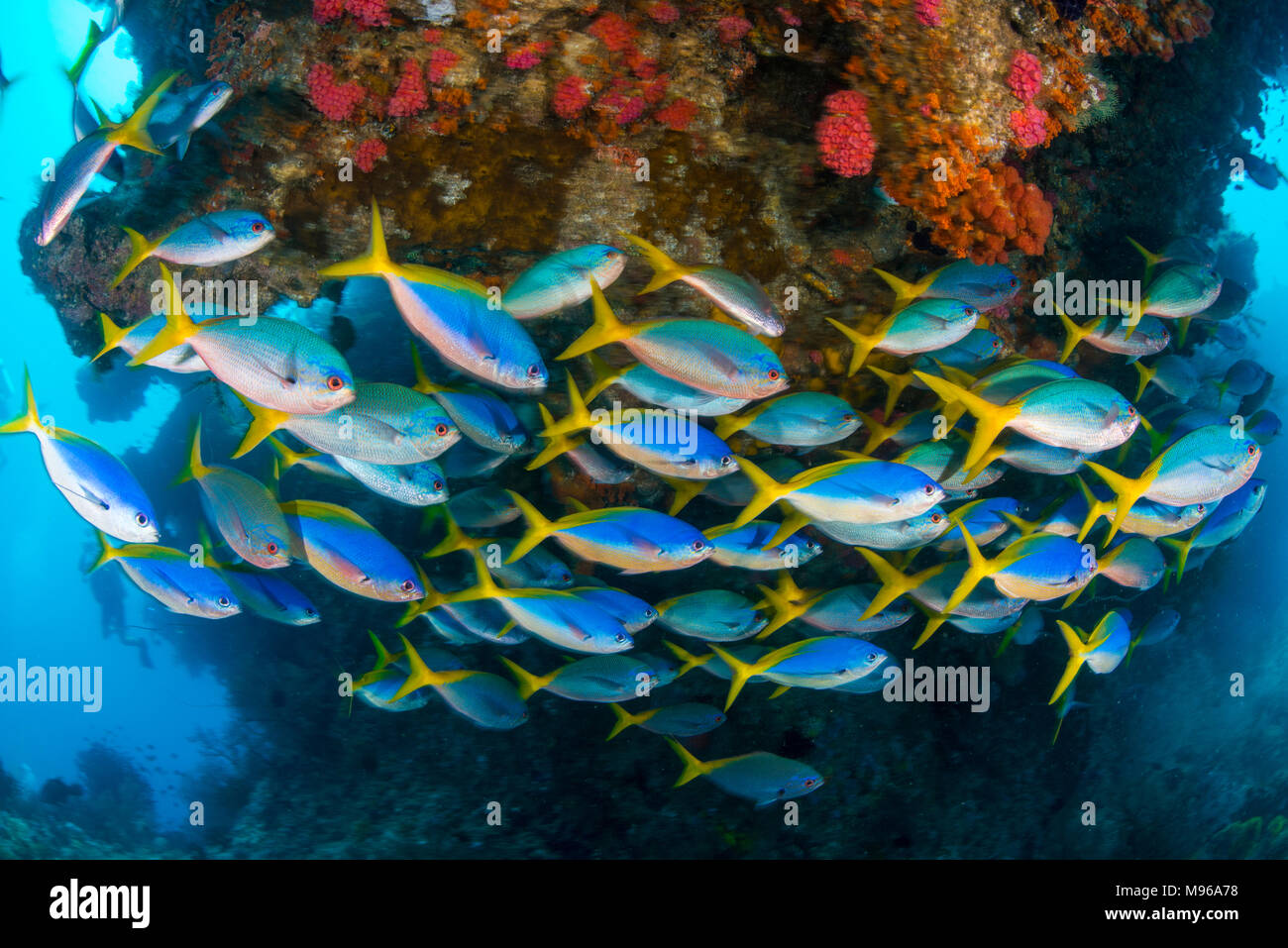 Slow shutter speed photo of schooling fusiliers swimming under a rock on a coral reef in Raja Ampat Marine Park, West Papua, Indonesia. Stock Photo