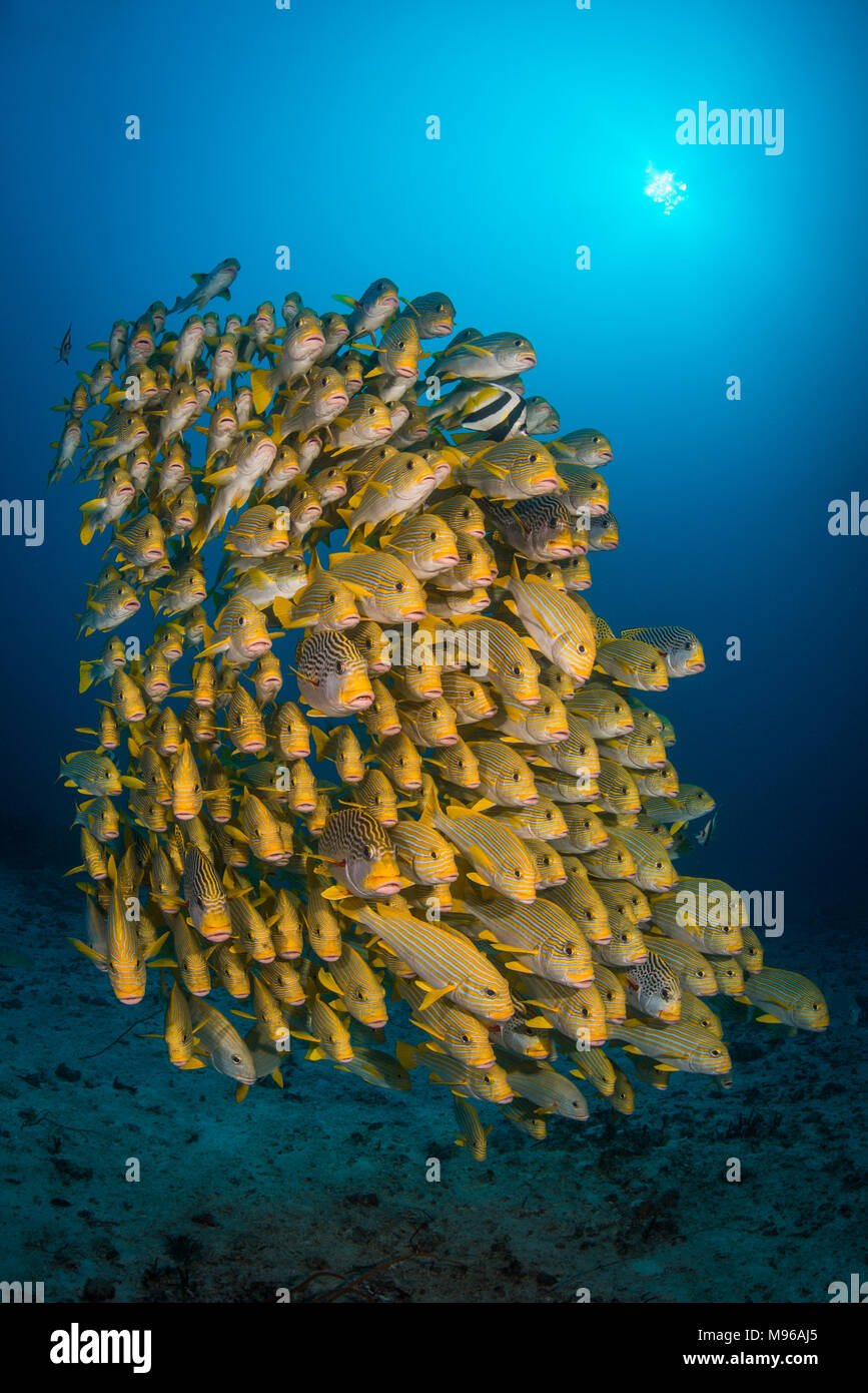 Ribbon fish hires stock photography and images Alamy