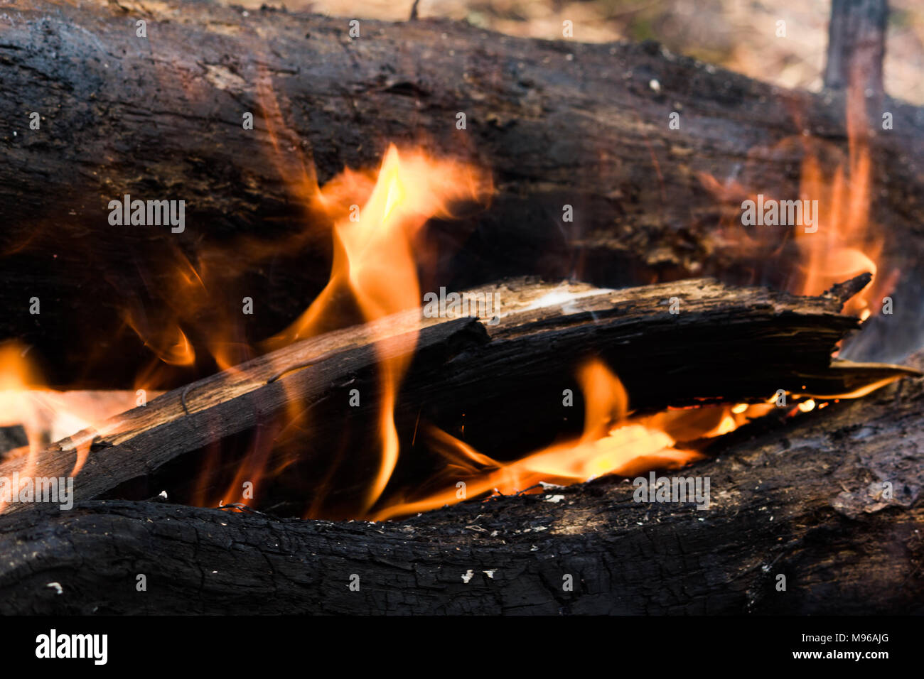 A large forest fire burns in the woods Stock Photo