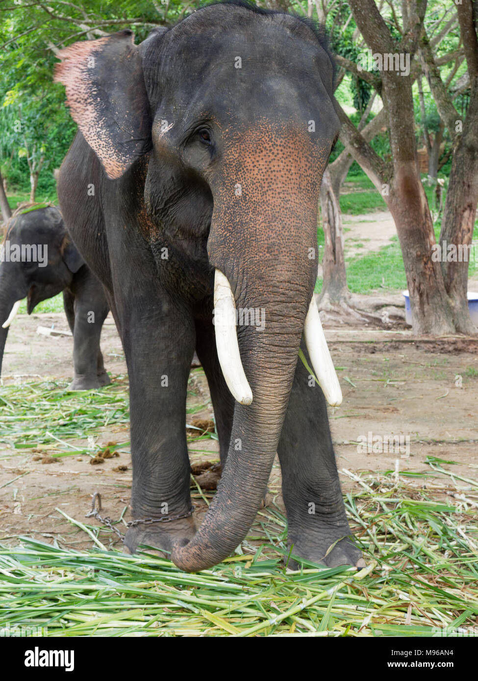 Old male Indian elephant eating grass while breaking between the show with family in the background in elephant camp in northern part of Thailand Stock Photo