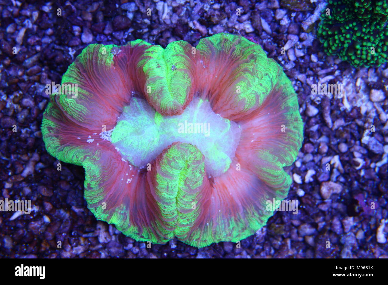 Open Brain LPS coral Stock Photo