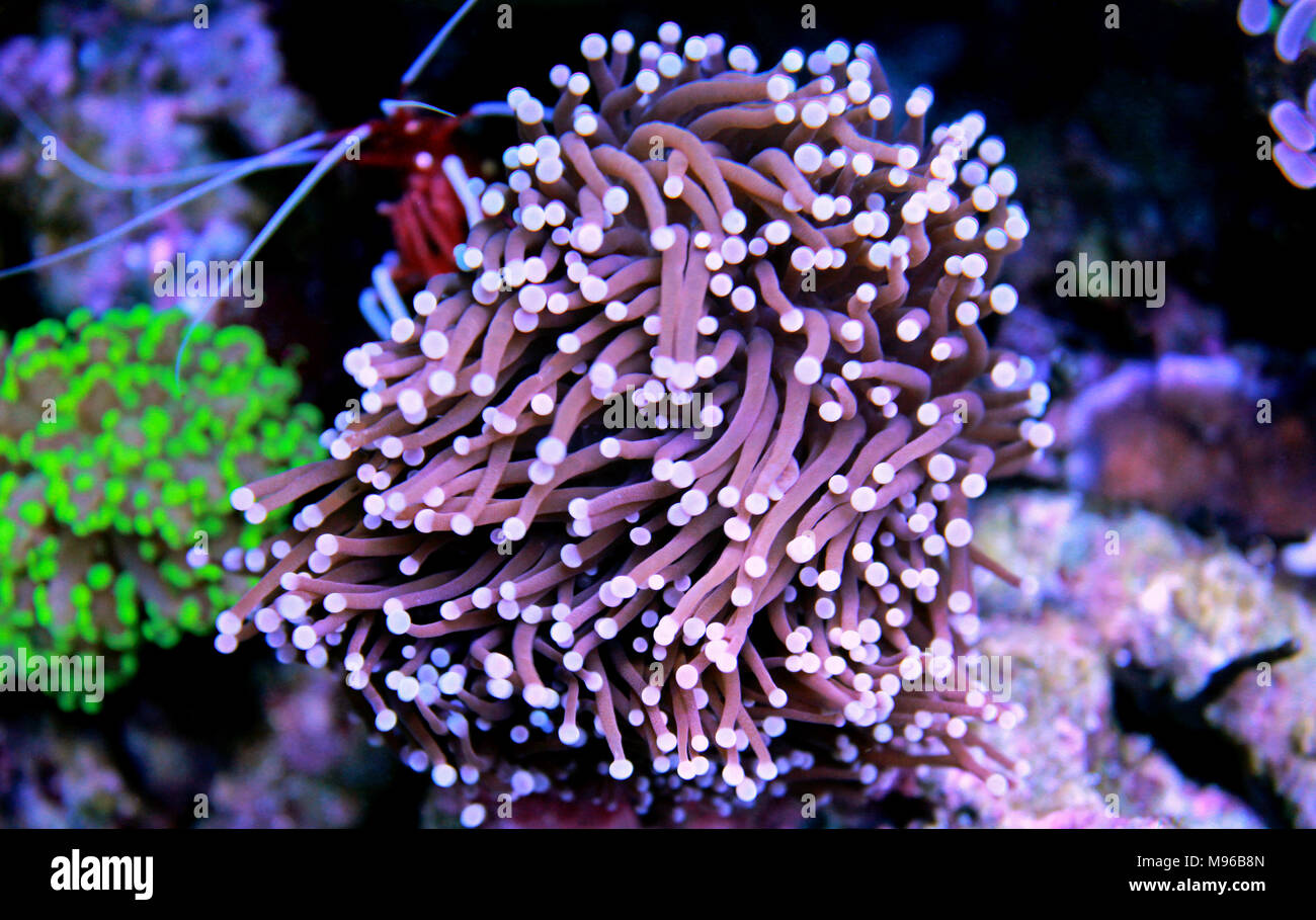 Torch coral euphyllia glabrescens blue hires stock photography and