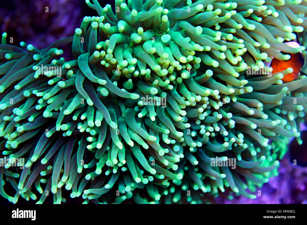 Euphyllia Torch lps coral Stock Photo Alamy