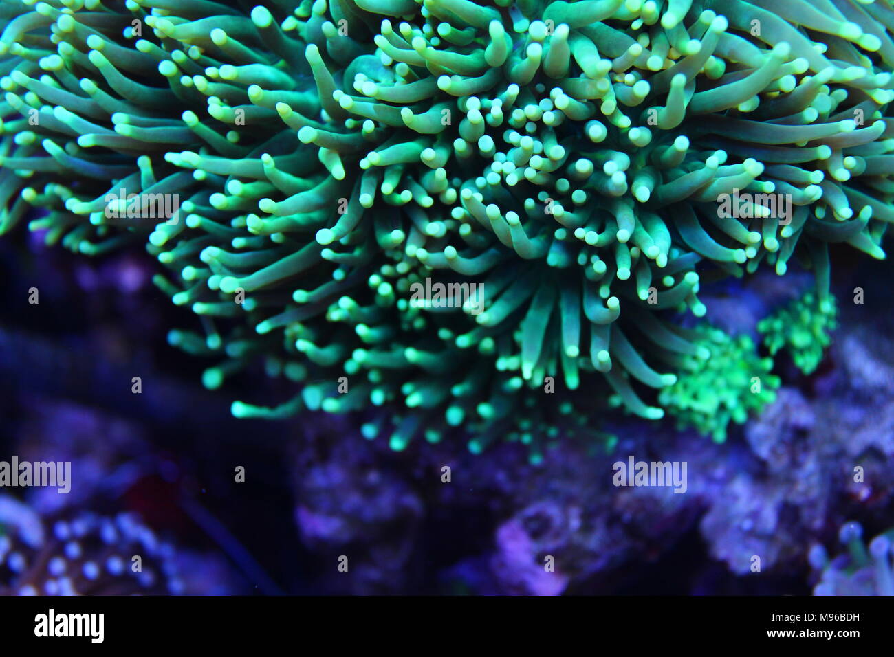 Euphyllia Torch lps coral Stock Photo Alamy