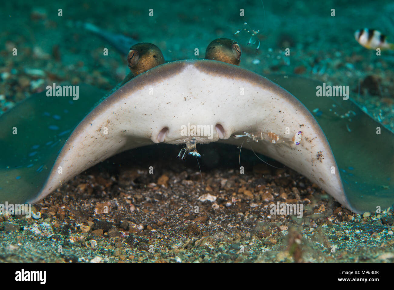 Stringray Getting Cleaned A Bluespotted Stingray, Dasyatis kuhlii, being cleaned by Cleaner ...