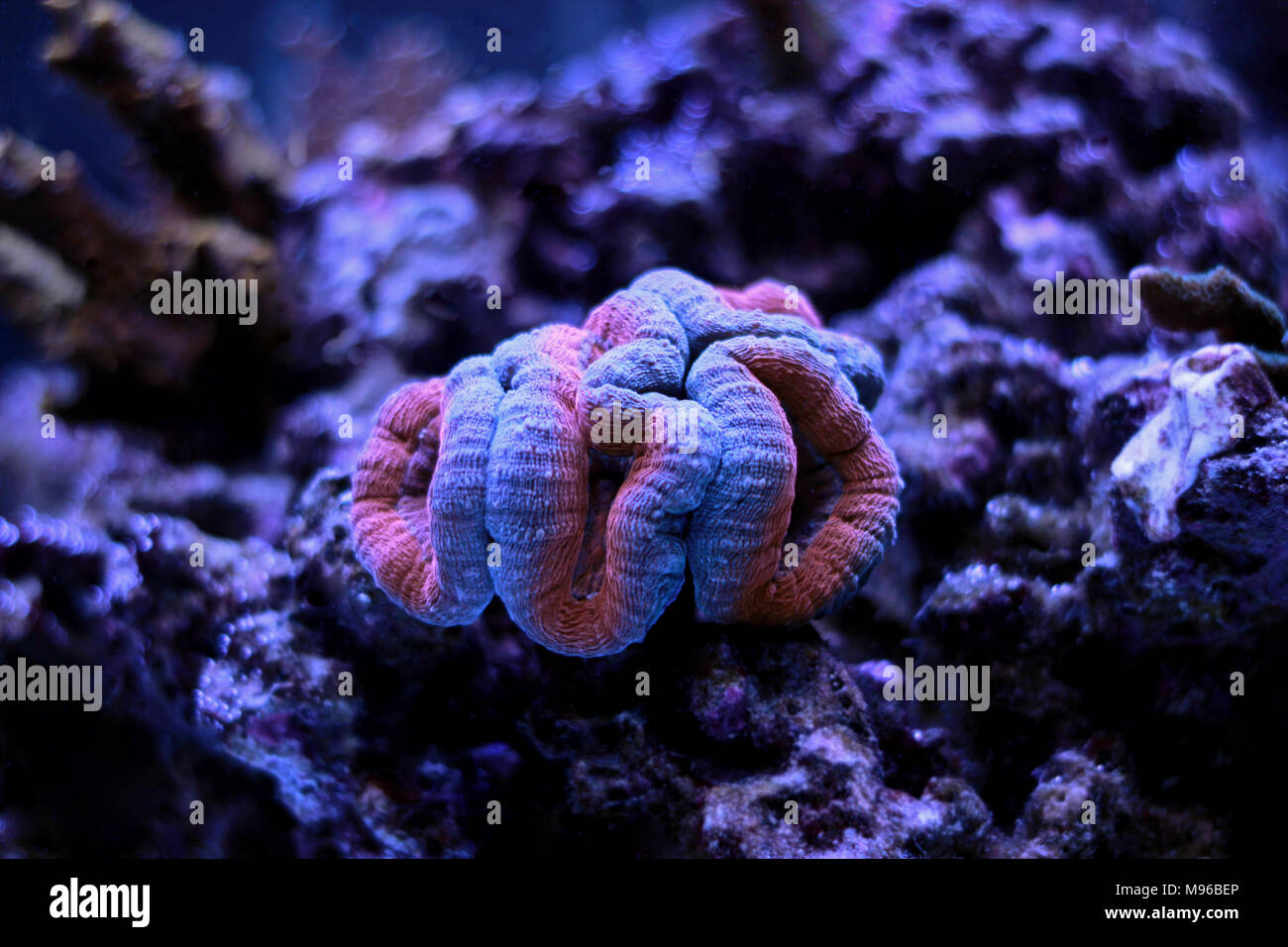 Lobophyllia LPS coral Stock Photo