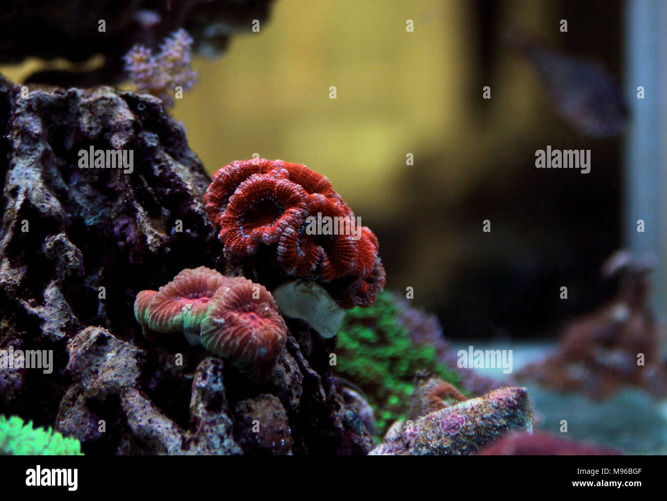 Red Acanthastrea LPS coral in aquarium tank Stock Photo