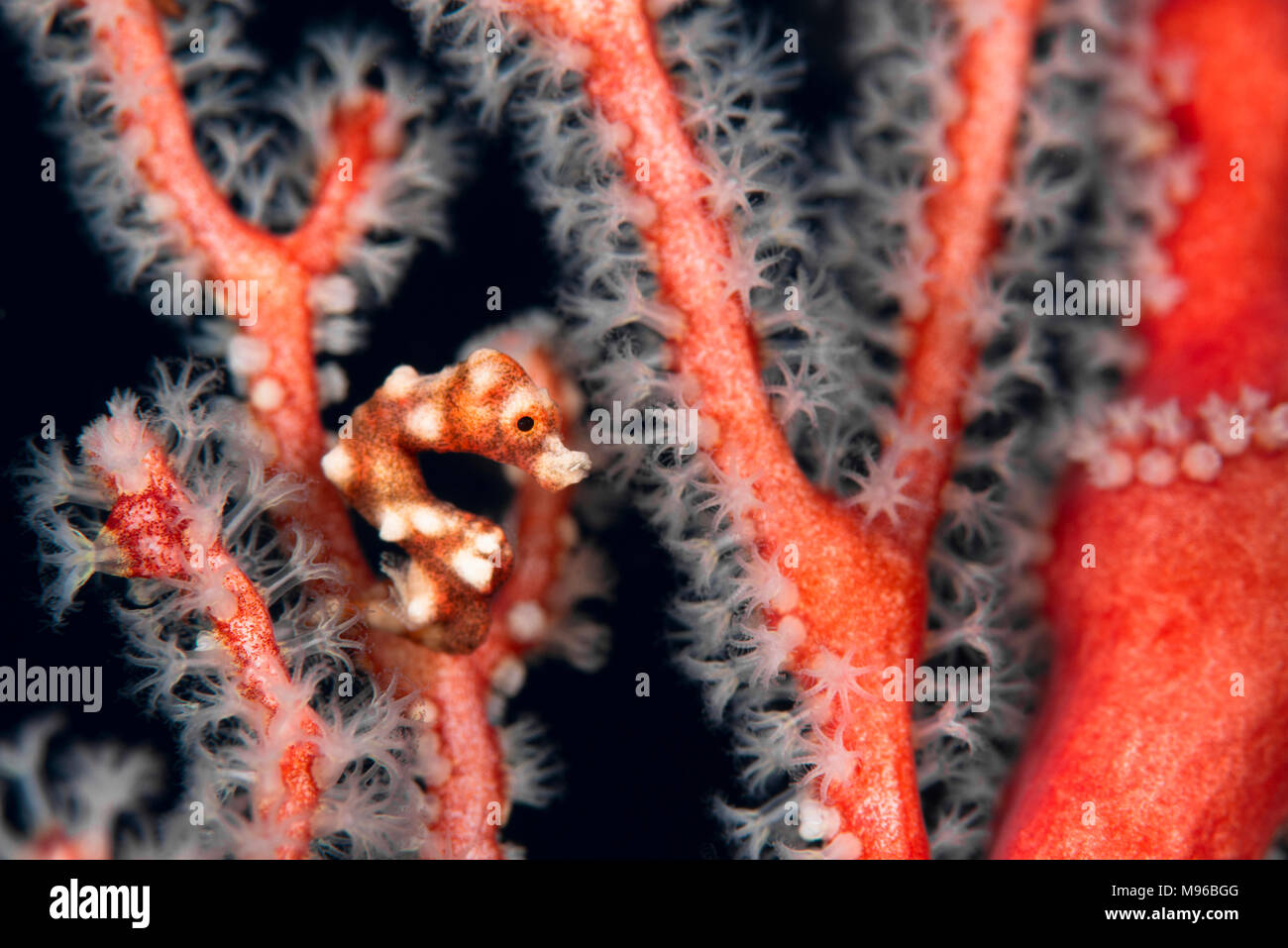 A tiny & cute 'Raja Ampat' pygmy seahorse (Hippocampus denise) on a sea fan with its polyps open, in Misool, Raja Ampat Marine Park, Indonesia. Stock Photo