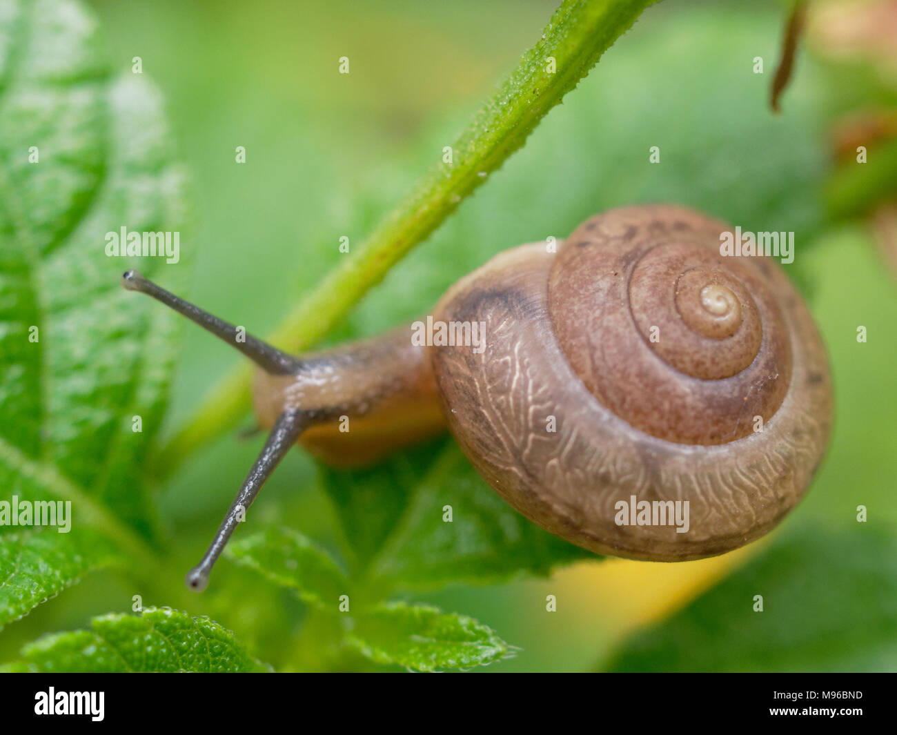 Brown snail, which its slime is used to make facial mask, with spiral shell crawl in the garden on the tree show concepts of calm, relaxation, slow, or lazy Stock Photo