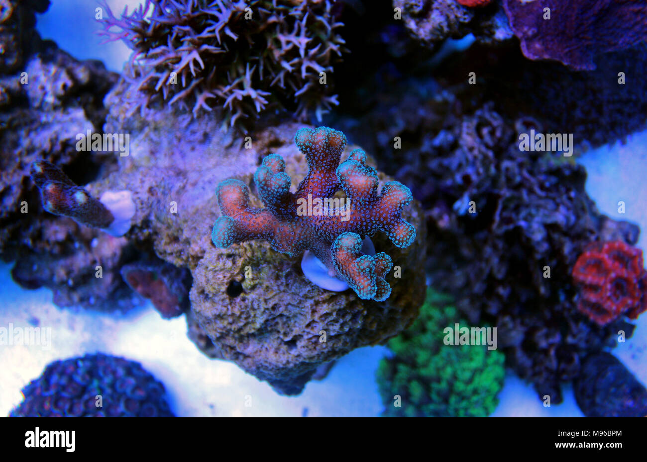 Stylophora SPS Coral (Stylophora sp Stock Photo - Alamy