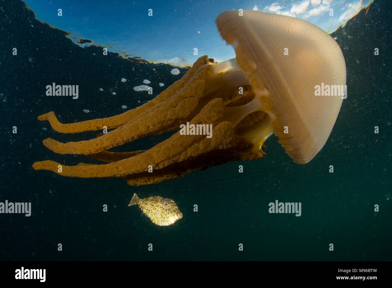 Barrel Jellyfish, Rhizostoma octopus, with a Unicorn Filefish, Aluterus monoceros, Lembeh Island, Lembeh Strait, Pacific Ocean, Indonesia, Stock Photo