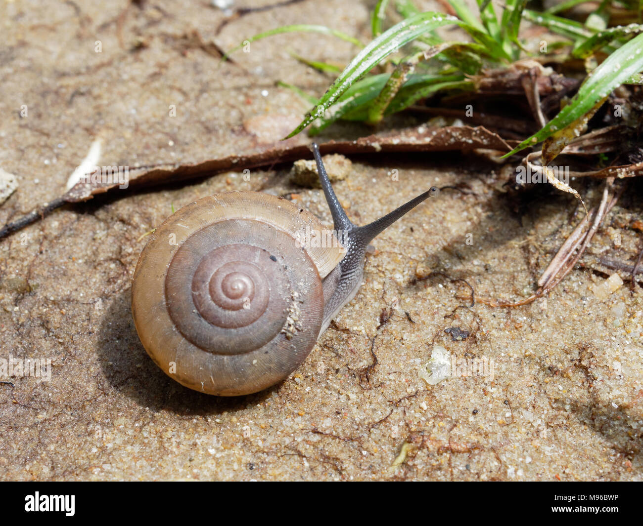 Brown snail, which its slime is used to make facial mask, with spiral shell crawl in the garden on the soil to grass show concepts of calm, relaxation, slow, or lazy Stock Photo