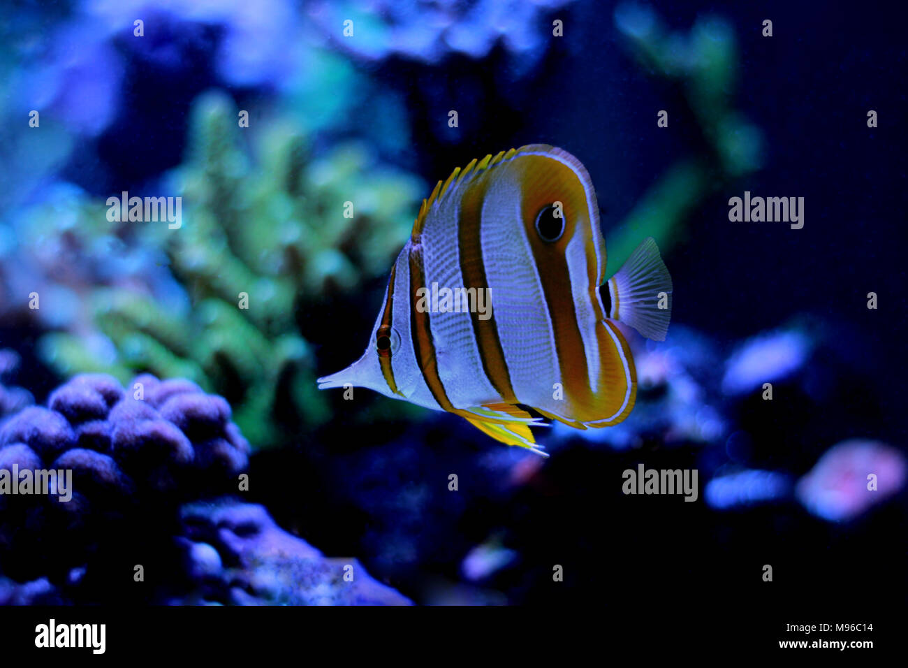 Copperband butterfly fish swim in coral reef aquarium tank Stock Photo