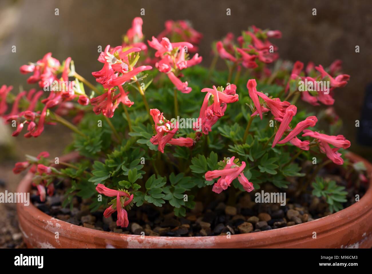 Corydalis solida Firecracker in flower Stock Photo