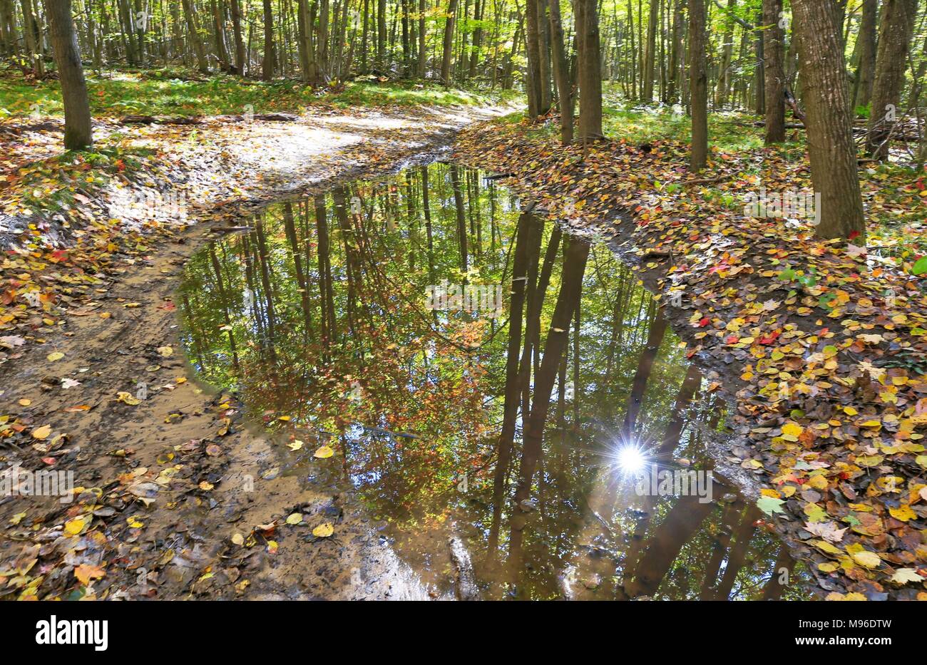 Autumn in Roscommon State Forest Michigan Stock Photo - Alamy
