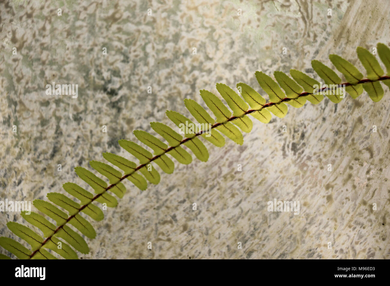 One separate green leaf of spring season Stock Photo - Alamy