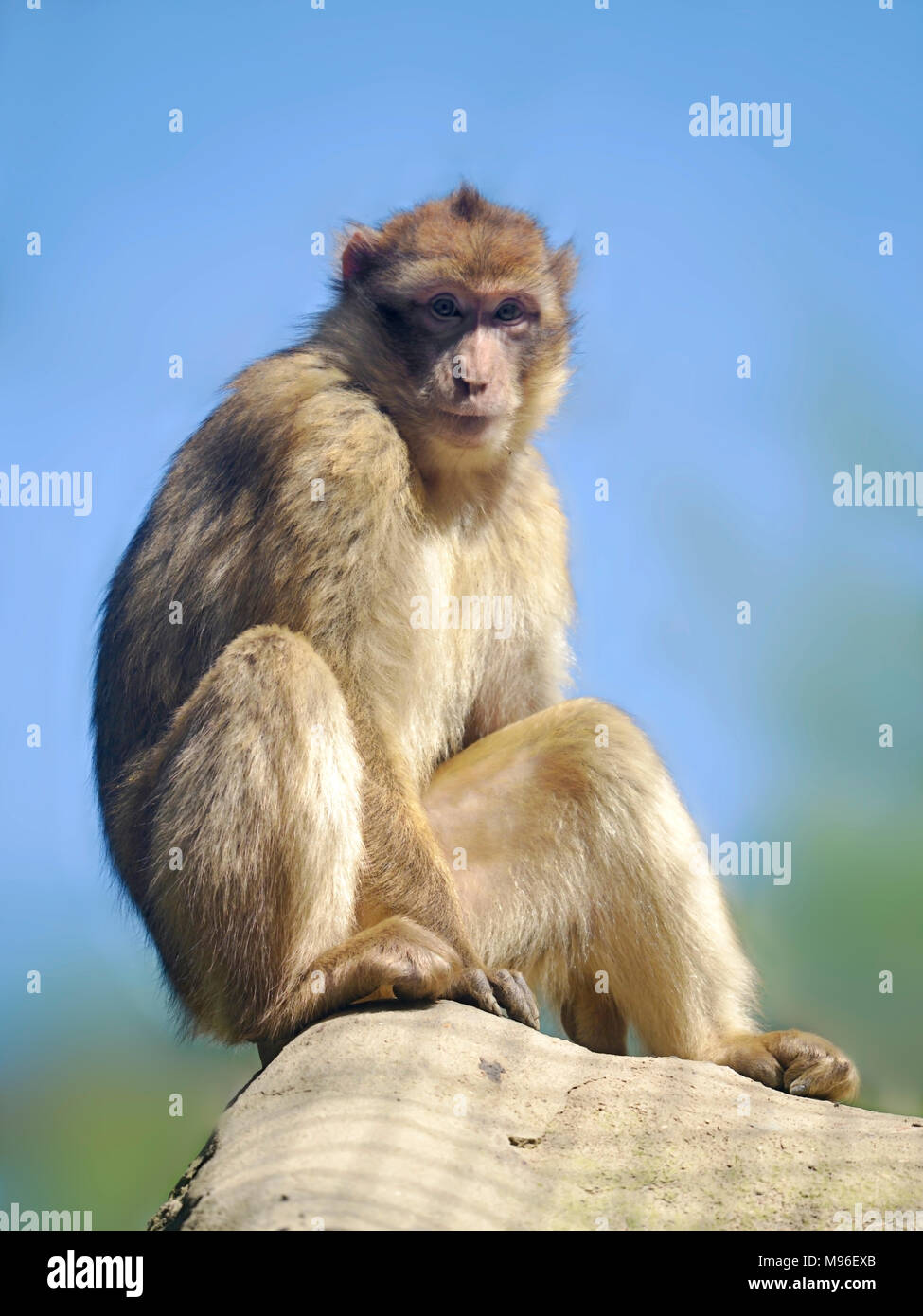 Barbary macaque or barbary ape or magot (Macaca sylvanus) sitting on the blue sky background Stock Photo