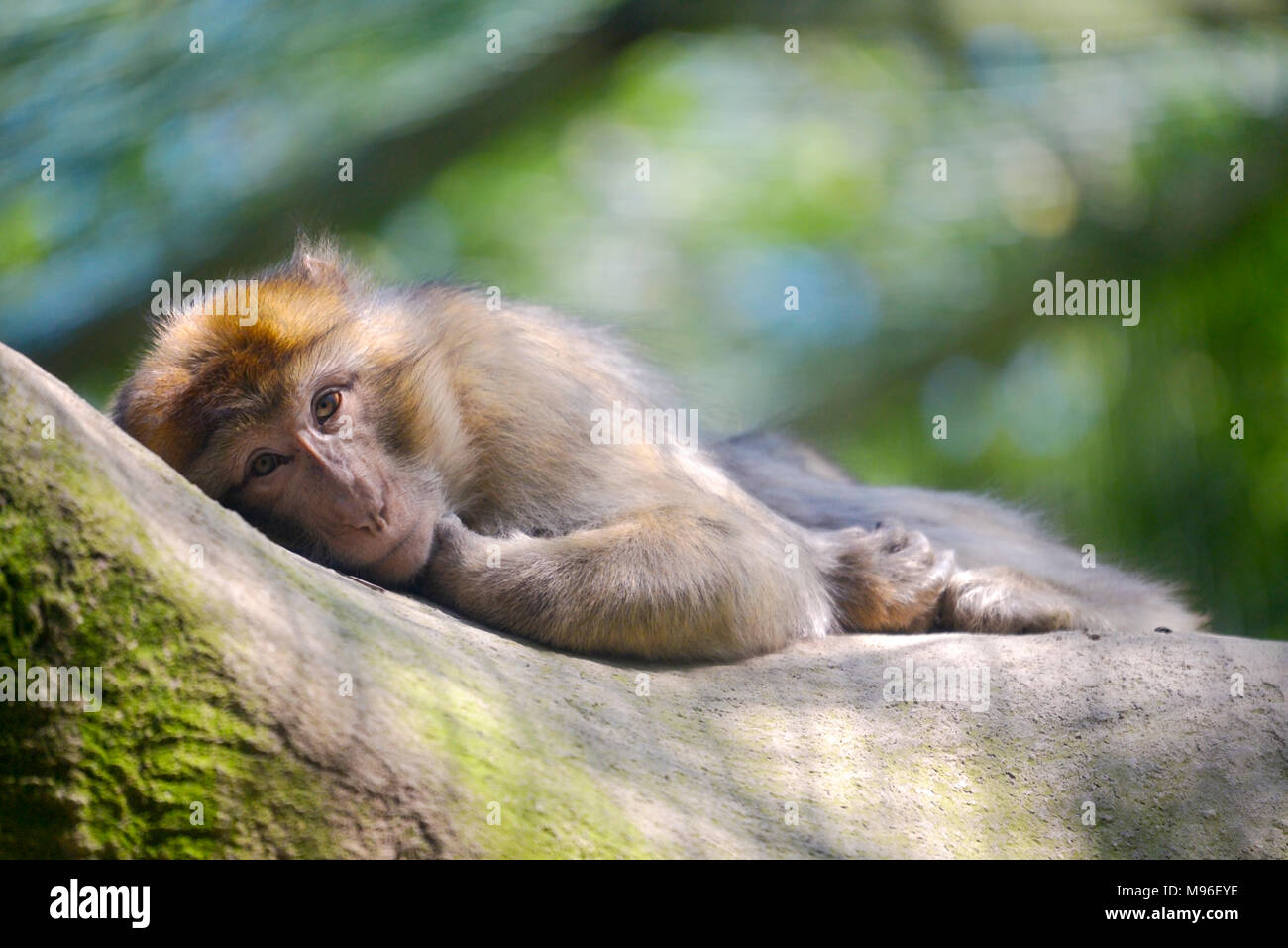 Barbary macaque or barbary ape or magot (Macaca sylvanus) lying Stock Photo
