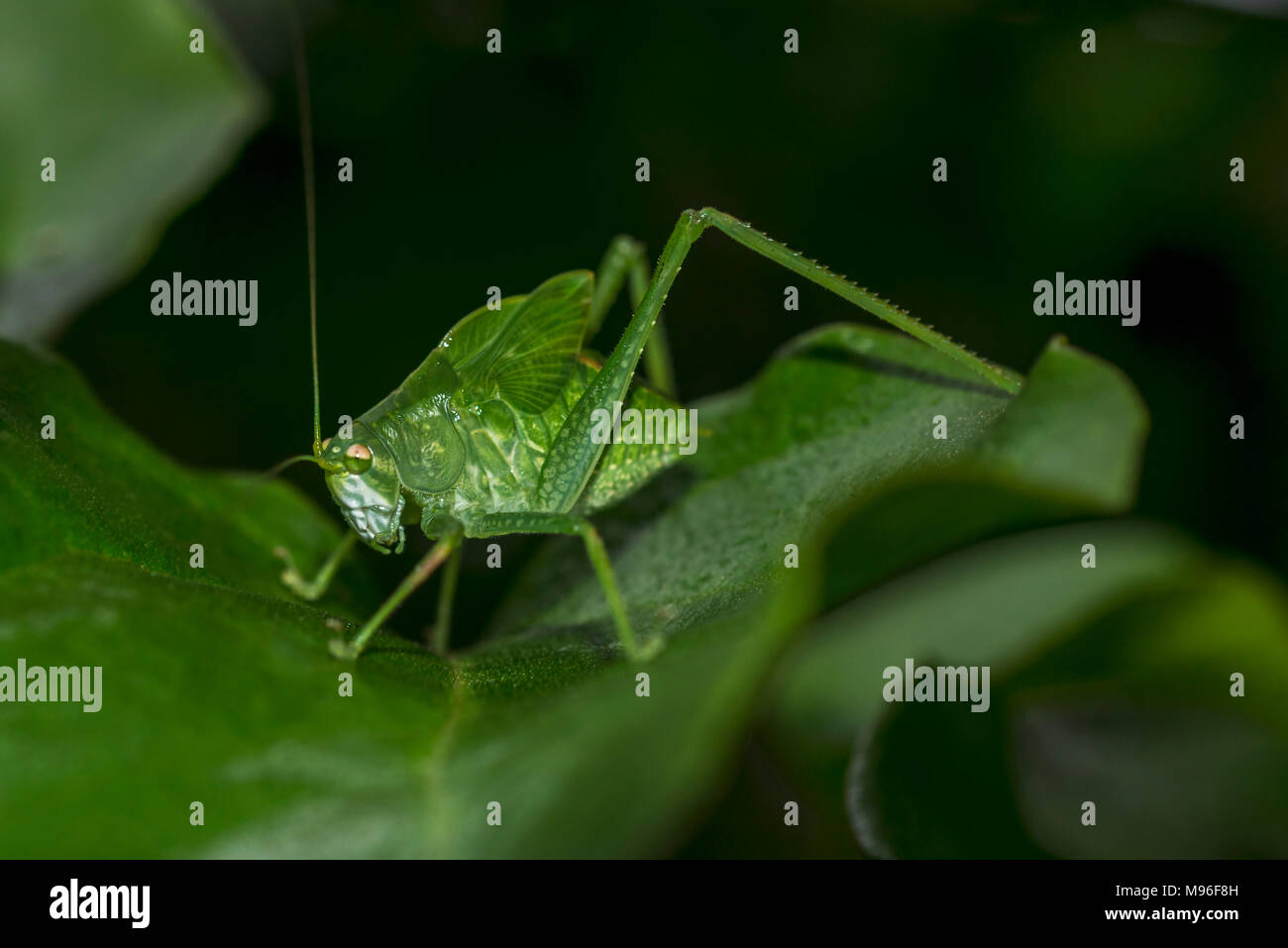 green locust with long antennae walking on a leaf on dark background