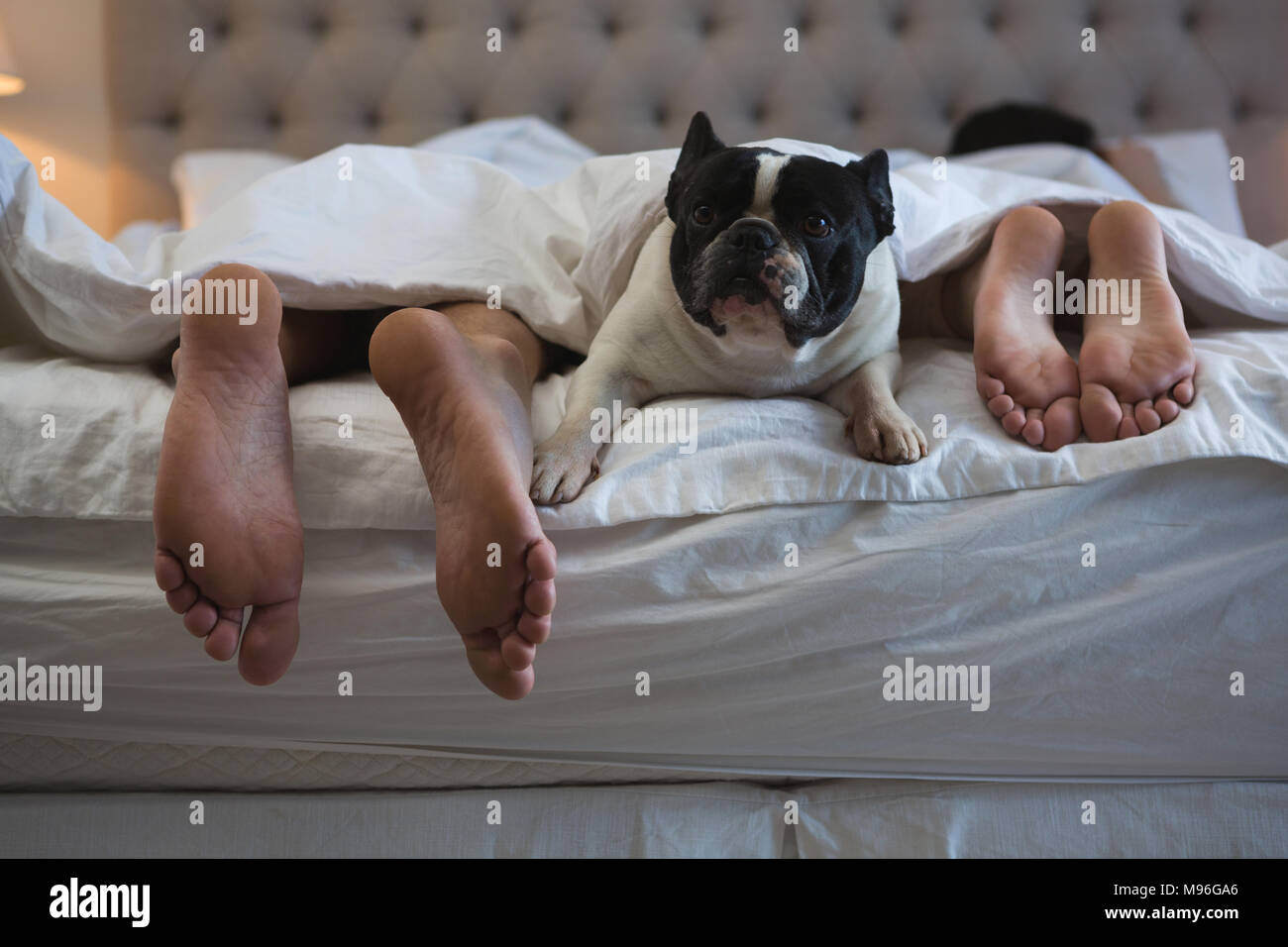 Couple lying on bed with their pet dog in bedroom Stock Photo