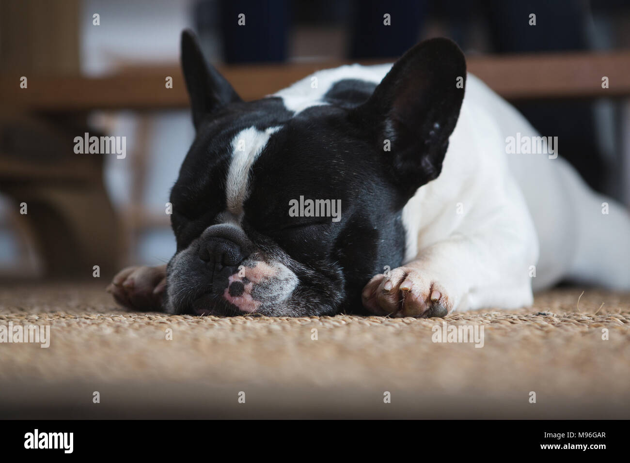 Dog lying on floor mat at home Stock Photo
