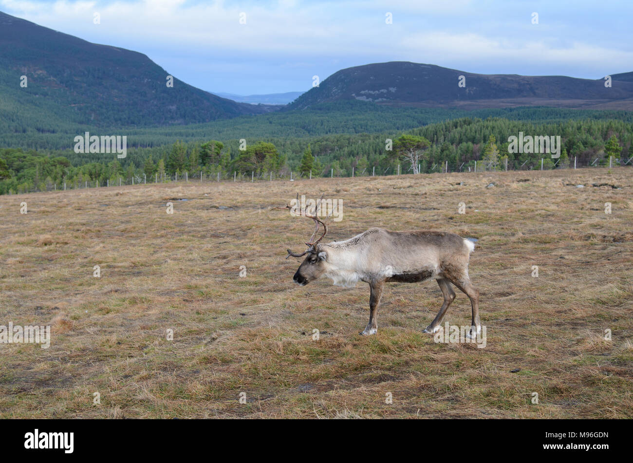 Reindeer roaming the Scottish Highlands in Cairngorm National Park, Scotland Stock Photo