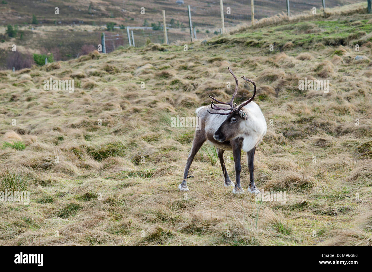 Reindeer roaming the Scottish Highlands in Cairngorm National Park, Scotland Stock Photo