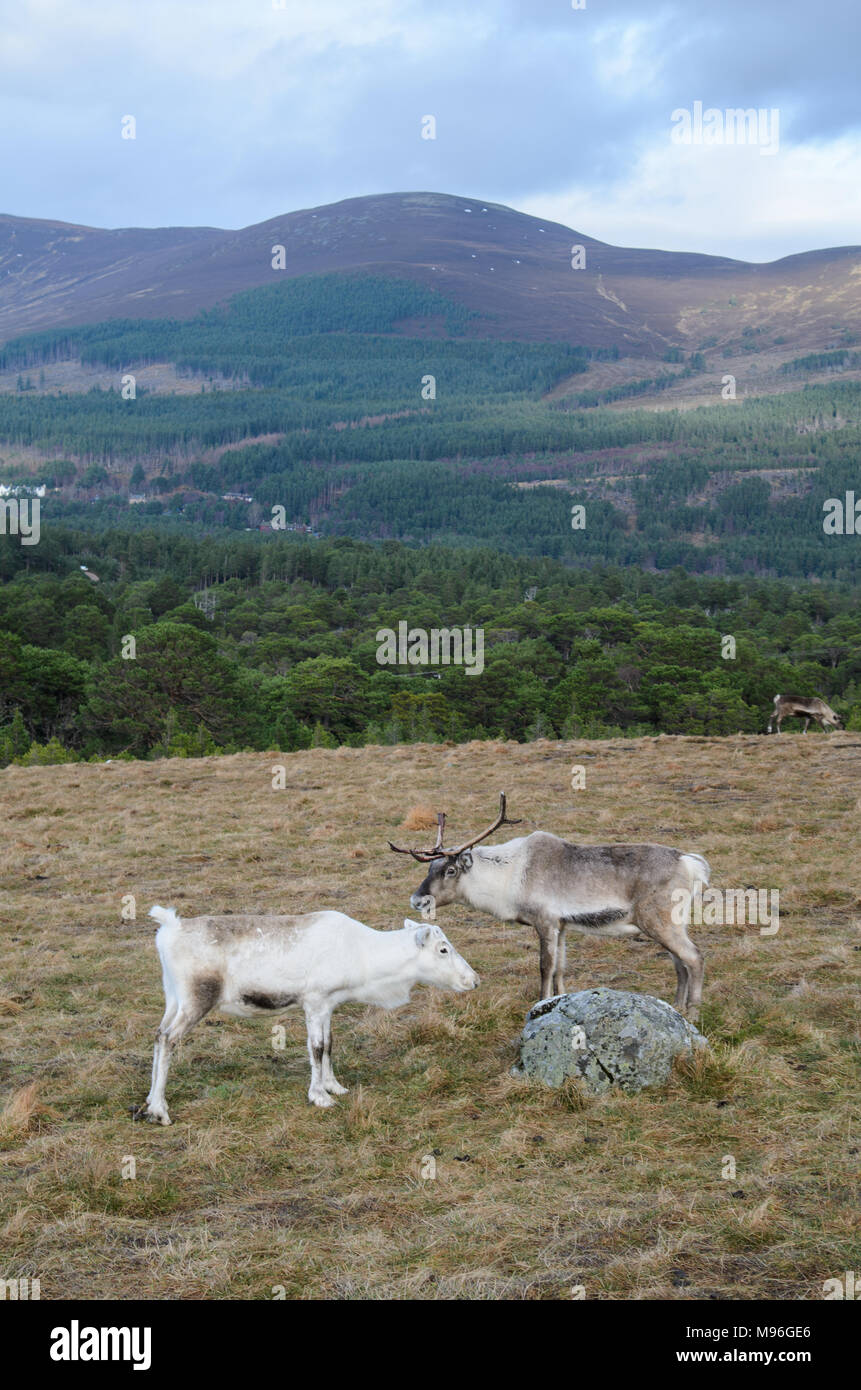 Reindeer roaming the Scottish Highlands in Cairngorm National Park, Scotland Stock Photo