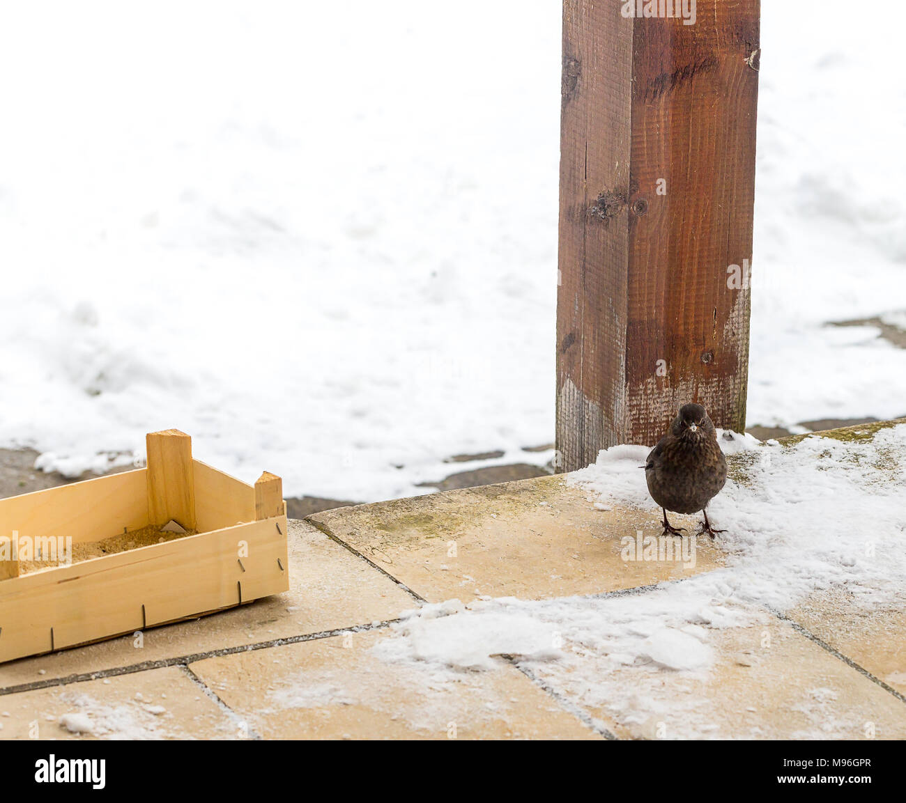Funny Bird Feeder Stock Photos Funny Bird Feeder Stock Images
