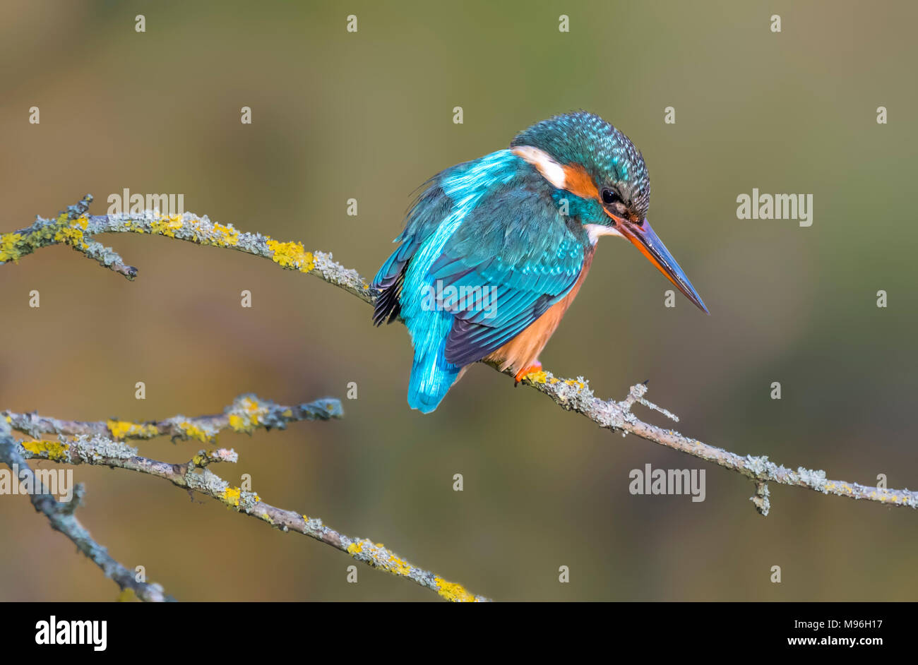 Alcedo atthis (adult female Kingfisher bird) perched on a twig on a cold day in Winter in Arundel, West Sussex, England, UK. Stock Photo