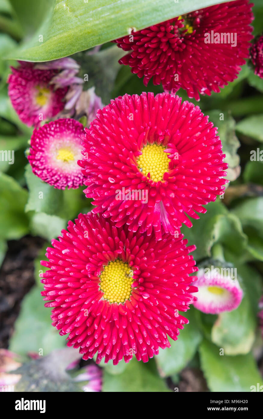 Bellis perennis, probably 'Pomponette Red', English Daisies from the Pomponette Series growing in Spring in the UK. Red English Daisy. Stock Photo