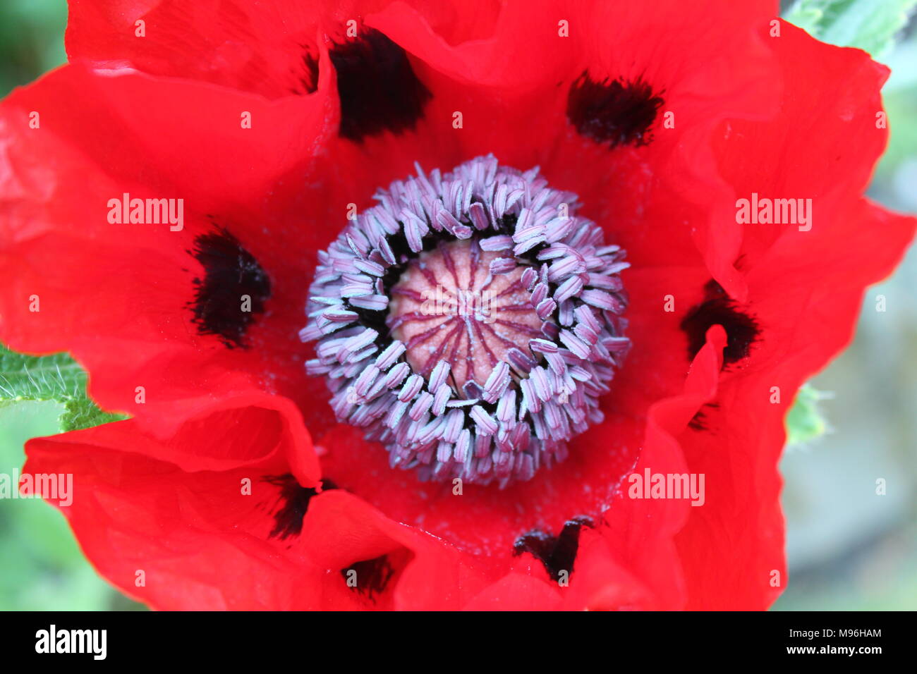 Looking down into centre of large poppy with black dots on its red petals and a round purple centre Stock Photo