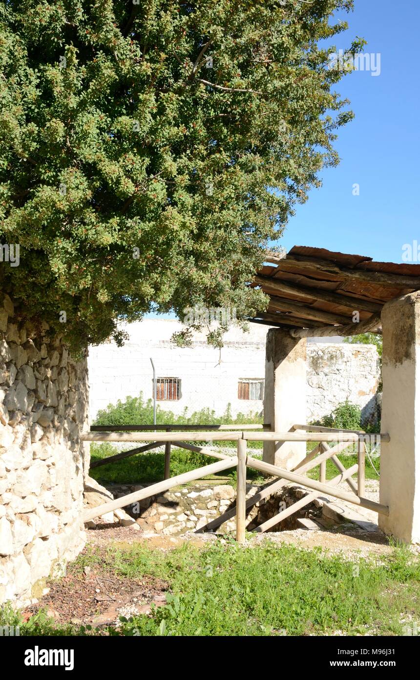 Tree next to stone wall in Lime Museum, Moron de la Frontera, Seville ...