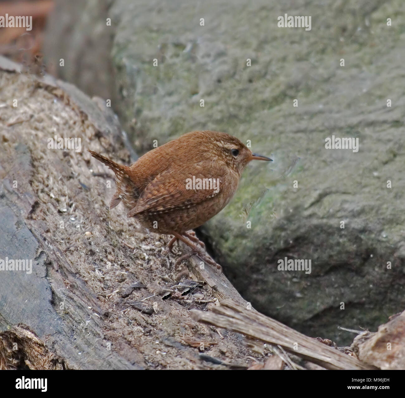 Wren,Troglodytidae, troglodytes Stock Photo