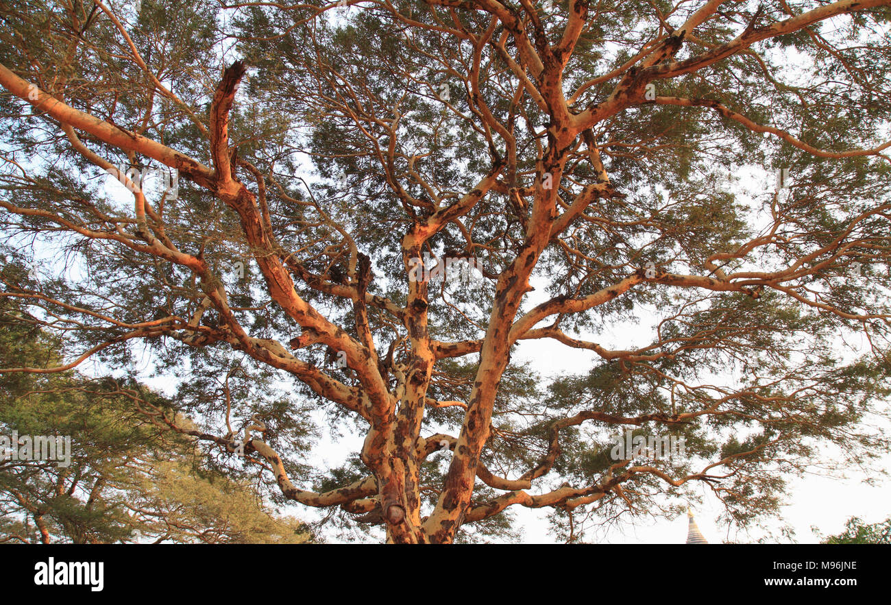 Myanmar, Burma, Bagan, large tree Stock Photo Alamy
