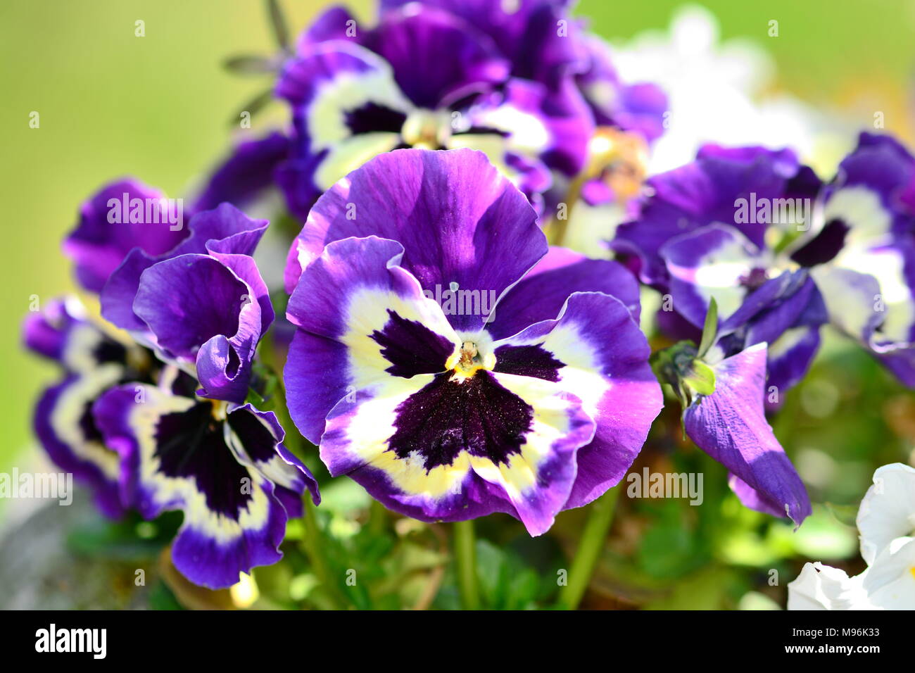 Close up of a bunch of purple pansies Stock Photo