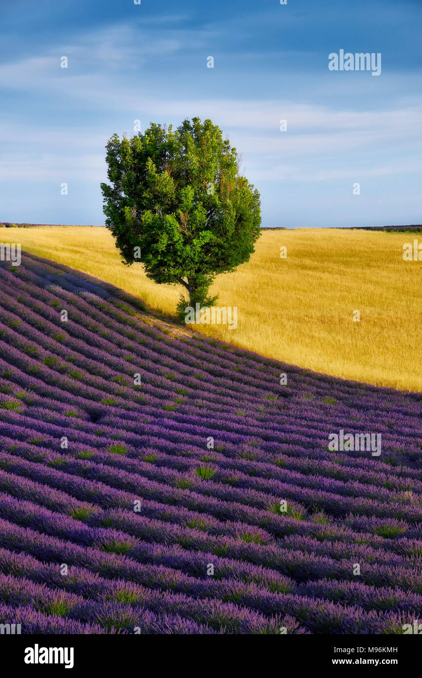 Lavender field. Harvest time. Provence Stock Photo Alamy