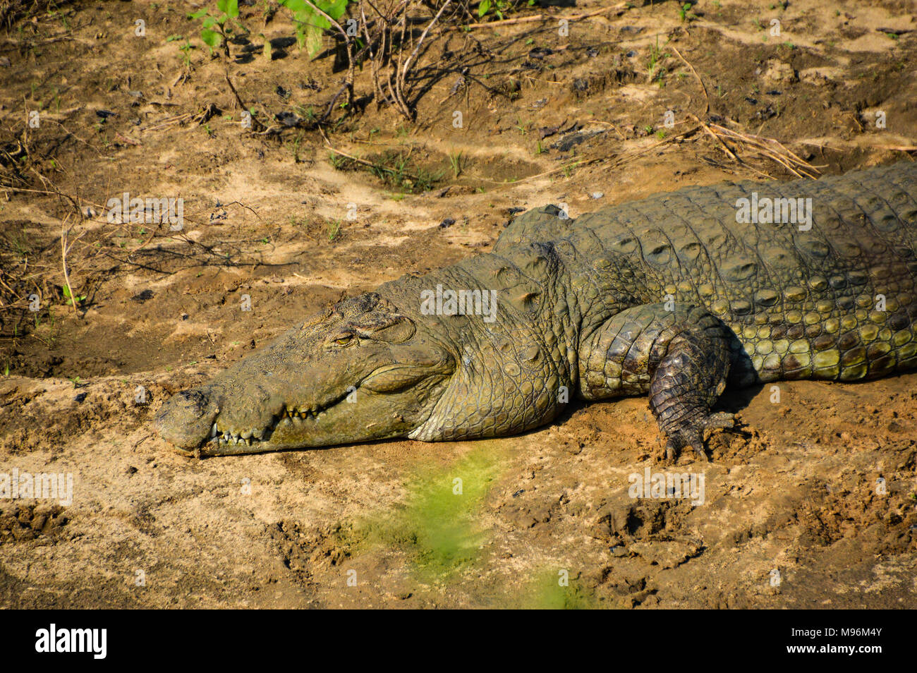 crocodile resting at the river Stock Photo