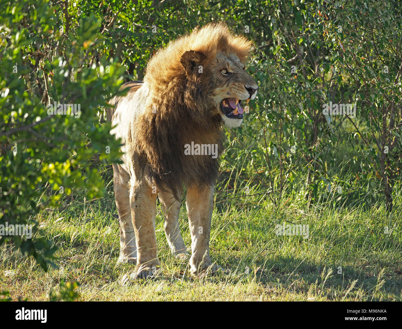single male lion (Panthera leo) with black mane & scars of battle shows Flehmen grimace in Masai