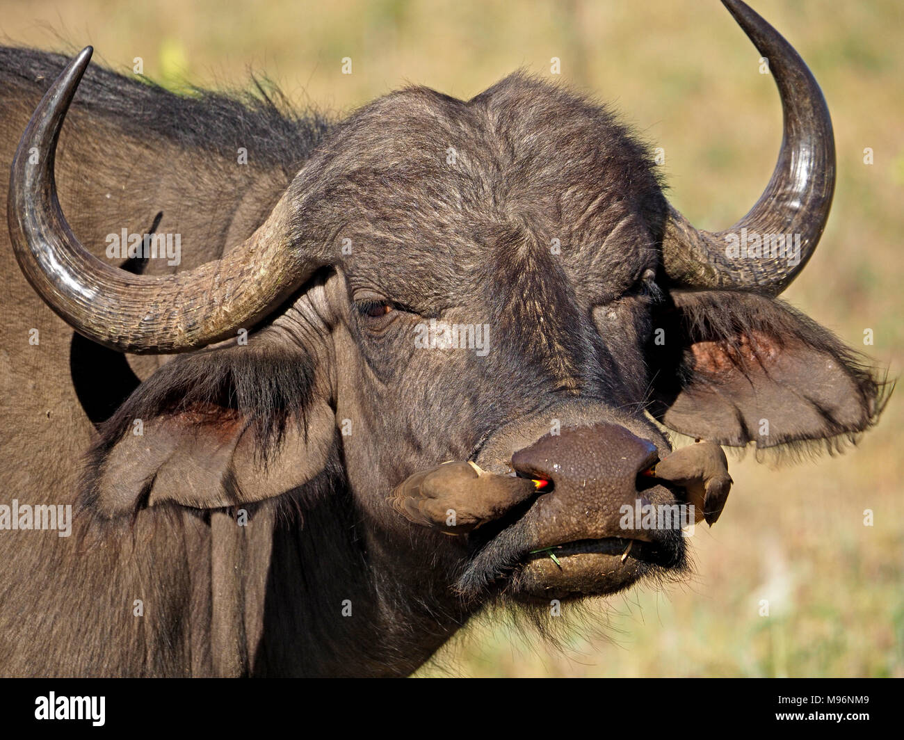 komme Adelaide Øjeblik female African buffalo or Cape buffalo (Syncerus caffer) with Yellow-billed  oxpeckers, Buphagus africanus in each nostril in Masai Mara, Kenya Stock  Photo - Alamy