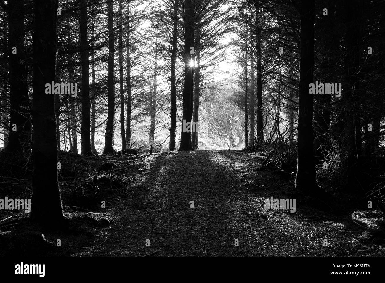 Black and White photo of Evening Sunlight through Forest Trees on the Dingle Peninsula, County Kerry, Ireland Stock Photo