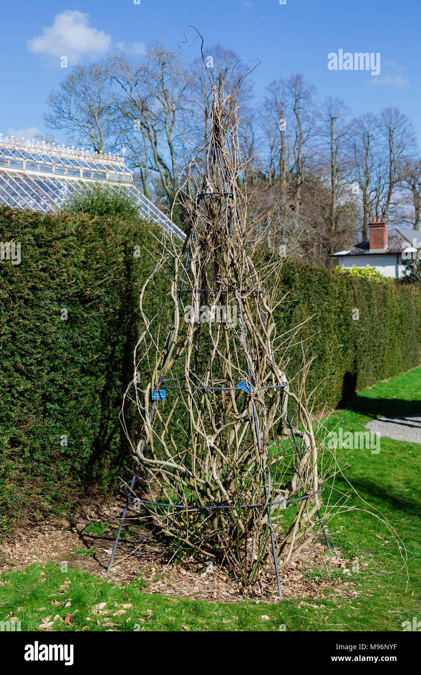 Clematis Marie Boisselot plant in the middle of march growing and climbing up iron obelisk trellis Stock Photo