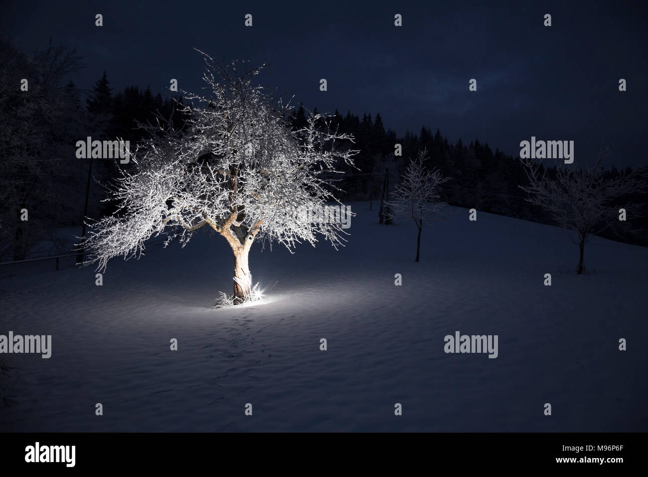 Apple tree covered with snow and lighten with a flash from the bottom. Stock Photo