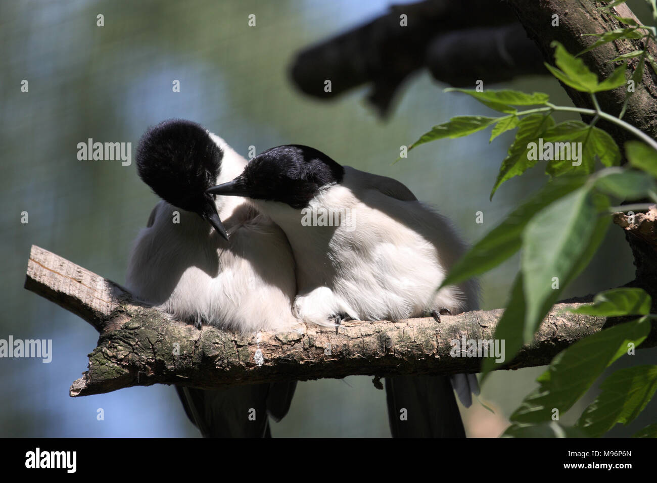 Two birds, magpies are kissing on a branch, leaves. Stock Photo