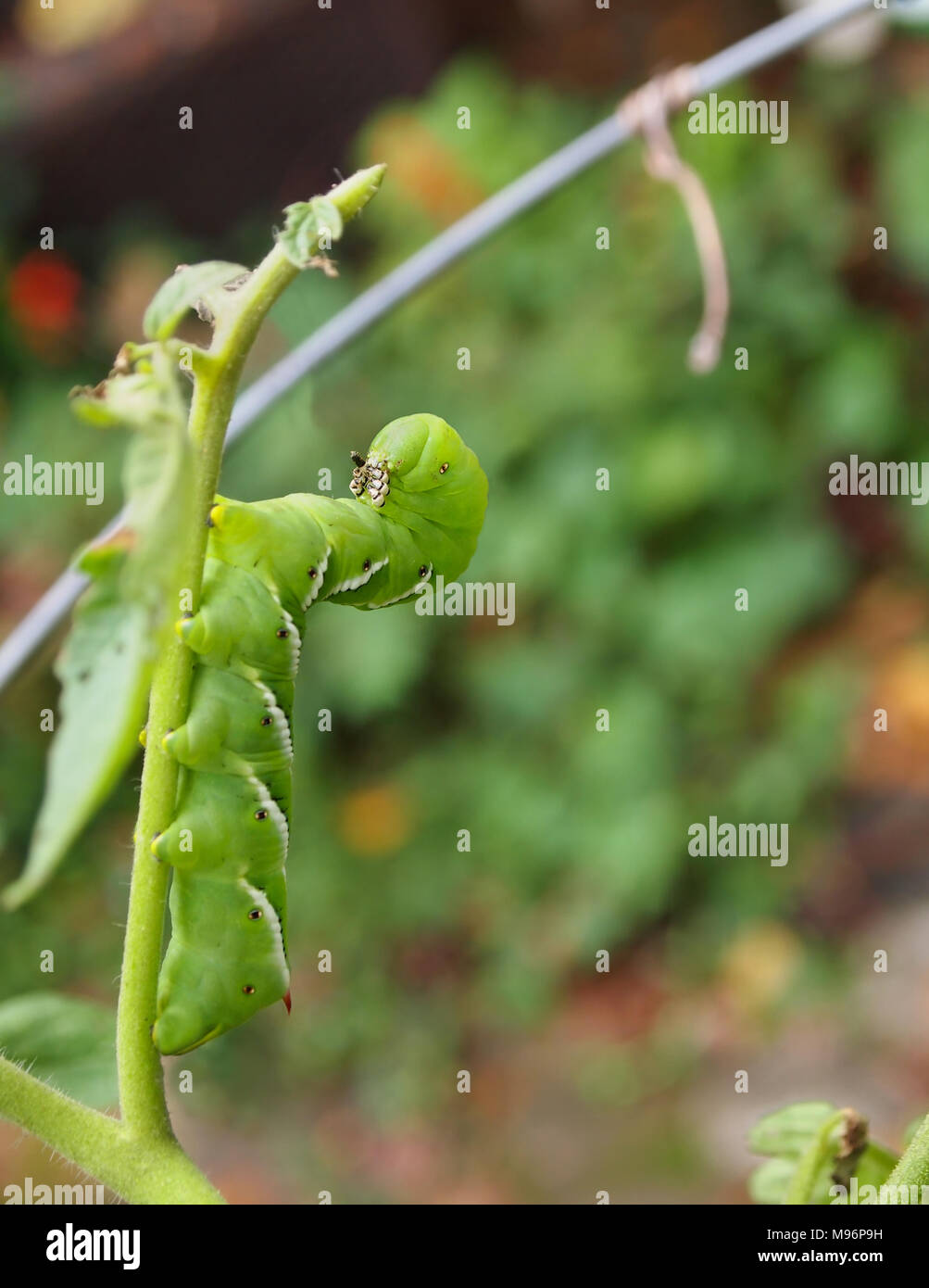 A bright, fat, hungry green Tomato Hornworm climbs a tomato plant in a cage in backyard garden. Stock Photo